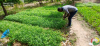 pã©piniã¨re pnat maroua 2